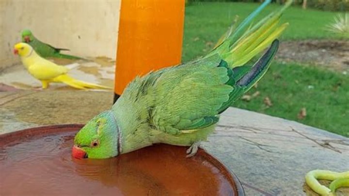 Can parrots drink milk? - SnogBlogy ·