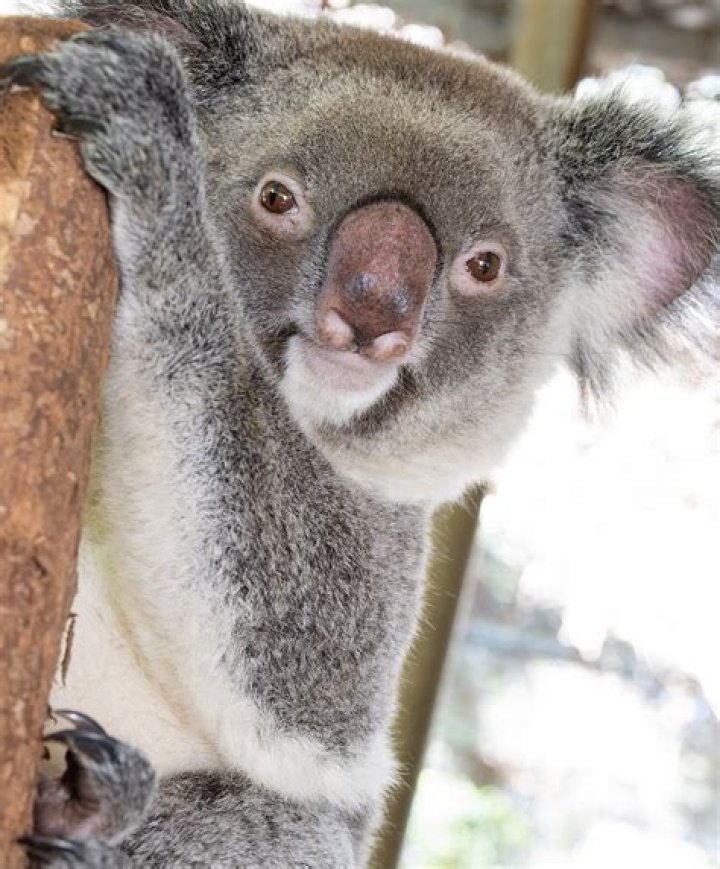 Do koalas scream? - Blogsia