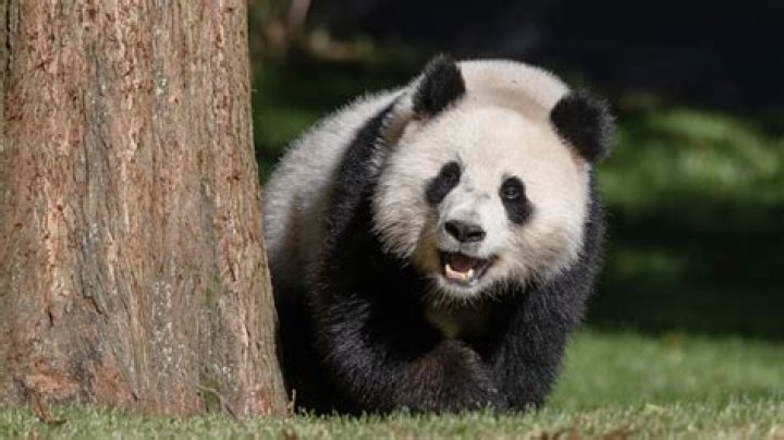 Where can I hold a real panda?