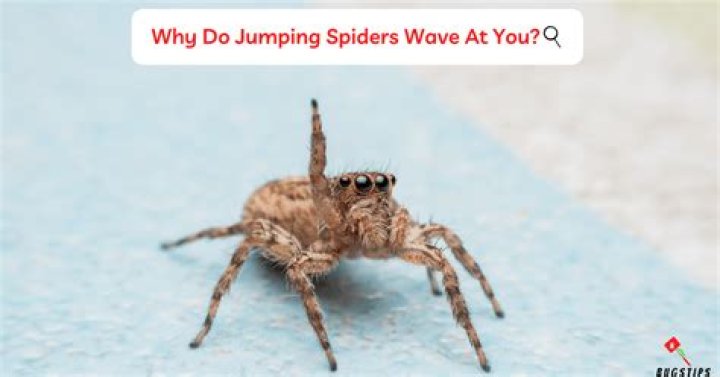 Why do spiders curl up when dying?